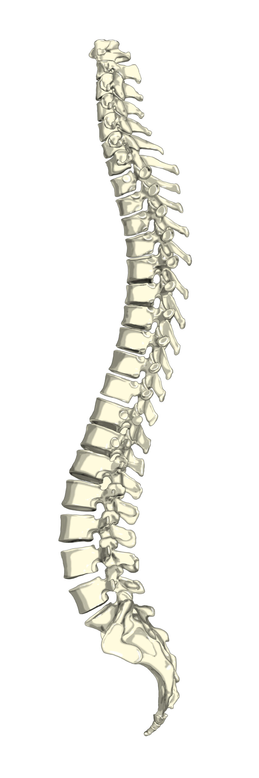 図: 横から見た理想的な背骨

